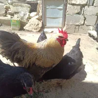 تخم مرغ استرالوپ خروس بلو مرغ سیاه