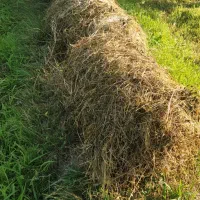 یونجه کاشت امسال قاطی با علوف