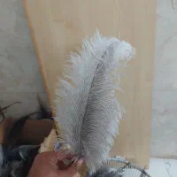 پر شتر مرغ ،علامت ،علم، چلچراغ