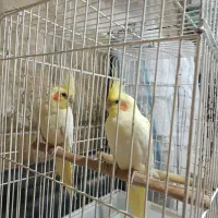 عروس هلندی