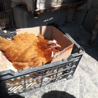 مرغ کرچ