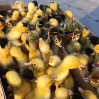 جوجه اردک مگ مگی