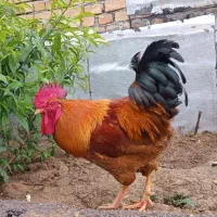 خروس|حیوانات مزرعه|سنندج, |دیوار