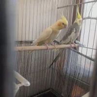 یک جفت عروس هلندی مولد