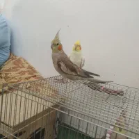 عروس هلندی نر و ماده