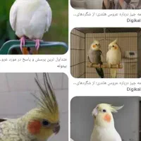 عروس هلندی پیدا شده