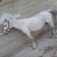 اسب مادیون