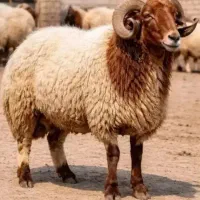 دام جوونا گوسفندبره نر عقیقه کردن قربونی زنده کشتن