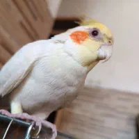 عروس هلندی محدوده توکل اباد