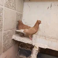کفتر کبوتر زرد دم سفید ماده