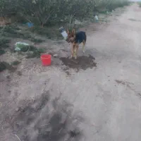 سگ ژرمن
