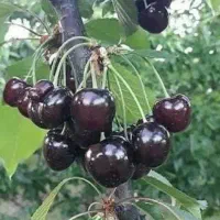 گیلاس تکدانه شمیرانات