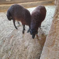بره ومیش وشیشک برای پروار وکشتار