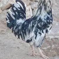 خروس گلین اصل