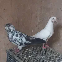 کبوتر پرشی طوقی