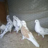 کبوتر پرشی زیبا