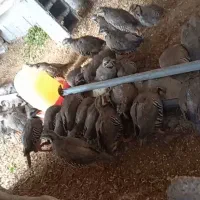 بهترین مولد