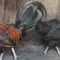 مرغ و خروس فونیکس