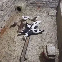 کبوتر رنگه