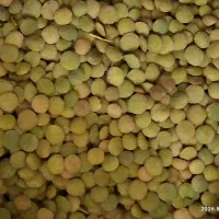 عدس دیمی|خوردنی و آشامیدنی|همدان, |دیوار