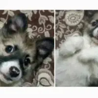 سگ پاکوتاه نژاد دار