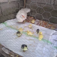جوجه اردک خارجی (اسرائیلی هلندی)