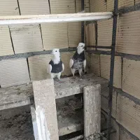 کفتر|پرنده|اراک, |دیوار