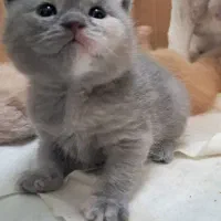 اسکاتیش فولد ماده