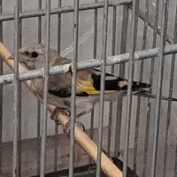 جوجه سهره