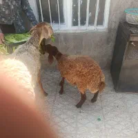 فروش بره ۸ ماهه