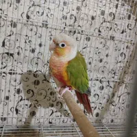 جفت گرینچیک