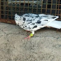 هفرنگ دمسفید.خوشرنگ