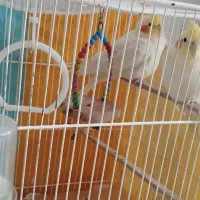 عروس هلندی