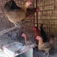 فروش خروس و مرغ جوان و یکساله تخم گذار