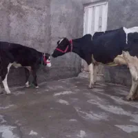 گاوگوساله سیمینتال اصیل