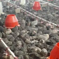 شغل خانگی پرورش بلدرچین