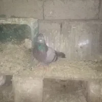 کبوتر سبز