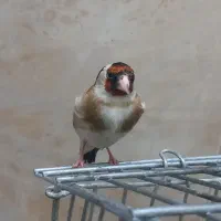 سره قناری ماده