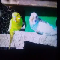 مرغ عشق و عروس