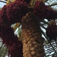 خوشه-درخت-خرما-اجاره-داده-میشود