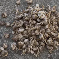 فروش سیر درجه 1 مغان تناژ بالا
