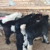 ۴راس بیگ نر بز