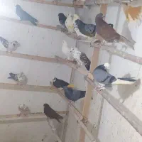 کفتر ضمانتی
