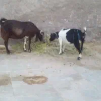 بزپاکستانی