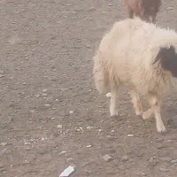 قوچ نوبخت تیز رون
