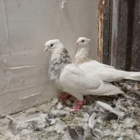 طوقی نر وماده سینه وقره سینه