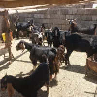 ۷تا بز وبزغاله  ۴ تا نر بز داشتی