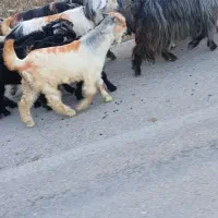 بیگ اصلی