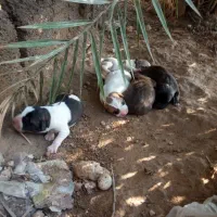 توله سگ اهلی