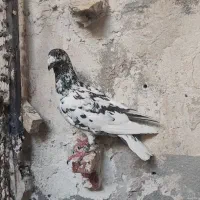نر (استهبان)